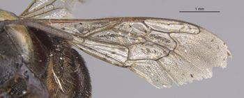 Media type: image;   Entomology 15718 Aspect: Wing front